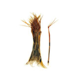 Chuck N Duck Daddy Long Legs Natural Legs 50pc