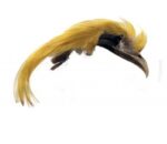 Veniard Golden Pheasant topping crest