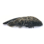 Veniard Snipe Wing Pairs