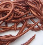 Imitation Rag Worm