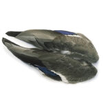 Mallard Duck Whole Wings