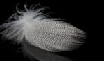 Classic Grey and white barred feather