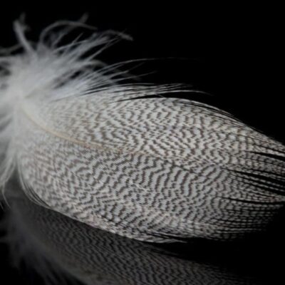 Classic Grey and white barred feather