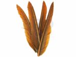 Cinnamon Duck Wing Quills