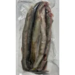 Lamprey